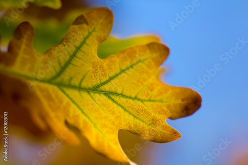 leaves oak fall blurred