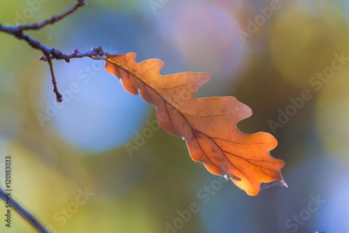 leaves oak  fall  blurred