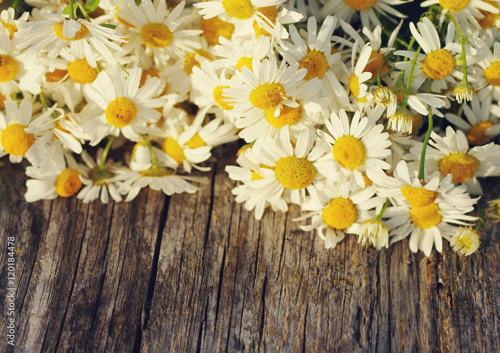 Obraz premium Bouquet of field camomiles on a wooden background. Spring meadow flowers. Natural cute background.