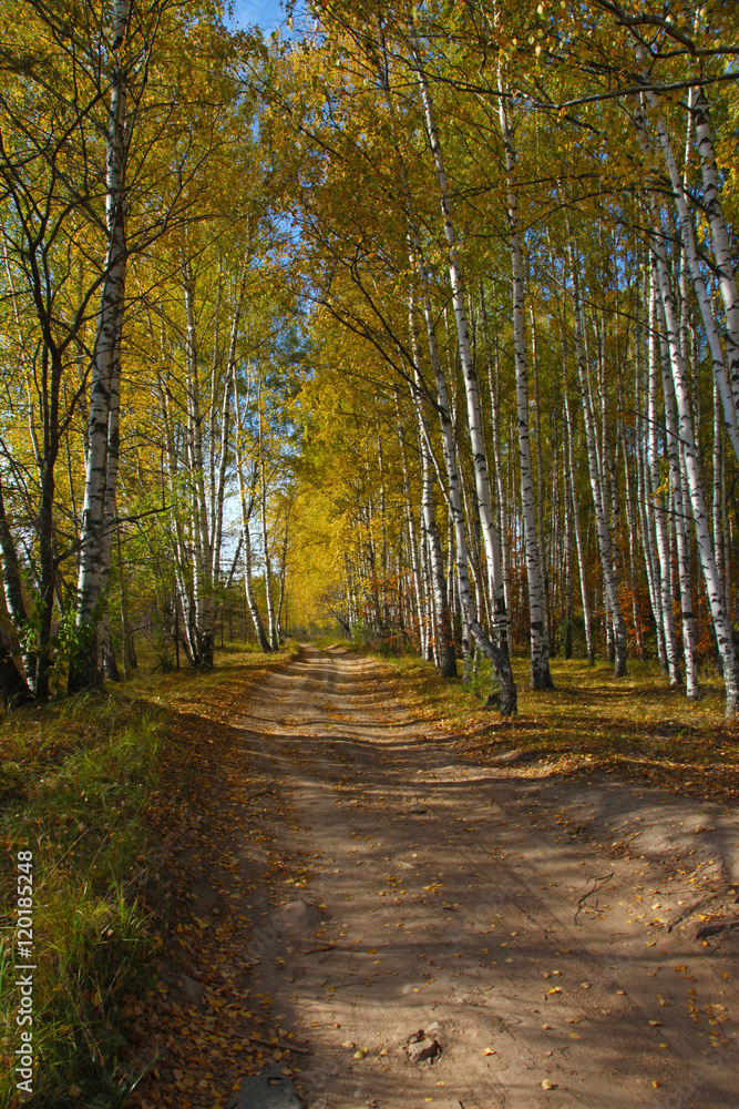 The road through the autumn Birch Grove