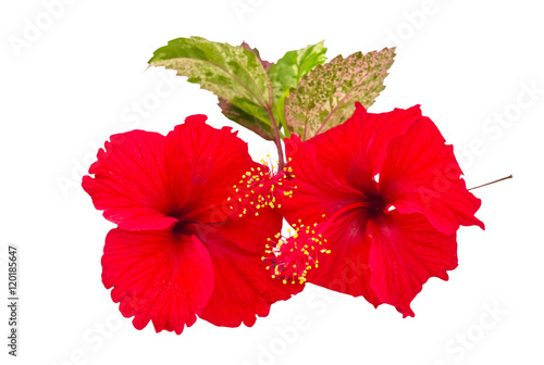 Macro of red China Rose flower (Chinese hibiscus flower isolated on white background.Saved with clipping path.