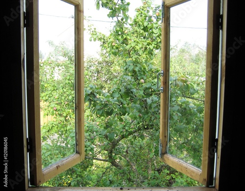 Garden view with the apple tree through a window during summer