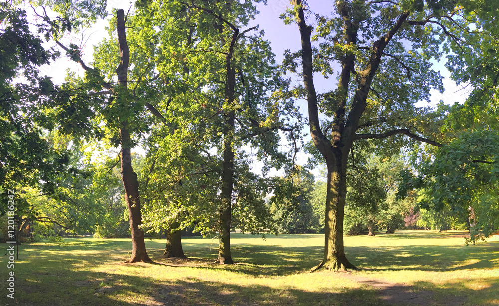 Obraz premium Lush forest in late summer time