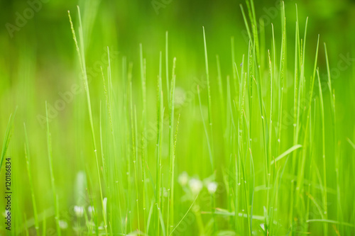 green grass texture abstraction