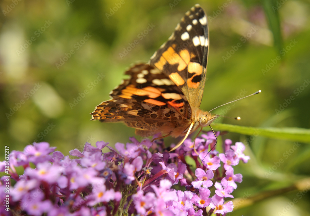 Vanessa cardui, Painted lady butterfly (Cynthia cardui) on Buddleja davidii Vanessa cardui, Painted lady butterfly (Cynthia cardui) on Buddleja davidii