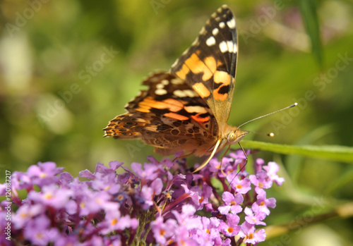 Vanessa cardui, Painted lady butterfly (Cynthia cardui) on Buddleja davidii