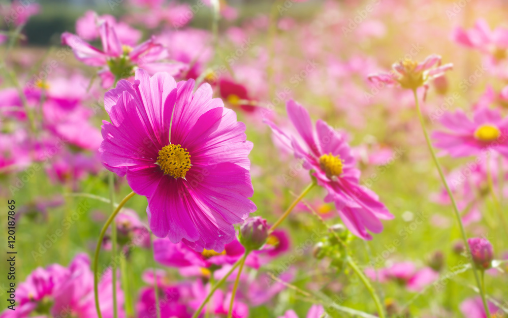 Pink cosmos flower field garden beautiful summer background Pink cosmos flower field garden beautiful summer background