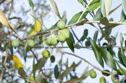 Oliven am Olivenbaum