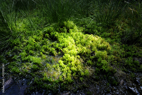 Three lake moor (Trijezerni slat), National Park Sumava, Bohemian forest, Czech Republic