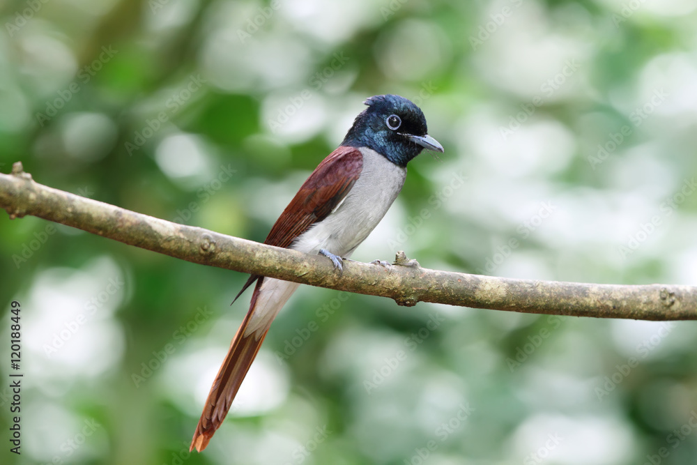 Fototapeta premium Bird, Asian Paradise-Flycatcher is hanging on a branch in soft green background and white bokeh.