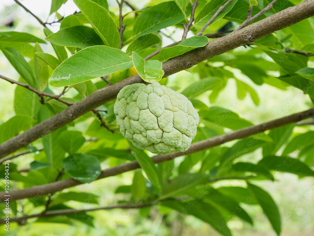Custard apple fruit on green tree in the garden Custard apple fruit on green tree in the garden
