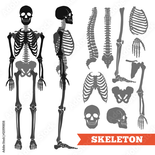 Human Bones And Skeleton Set