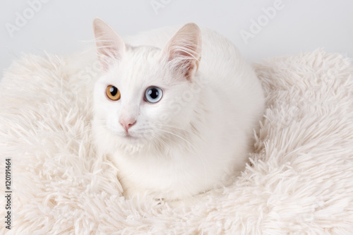 Fototapeta Naklejka Na Ścianę i Meble -  White cat with different colored eyes