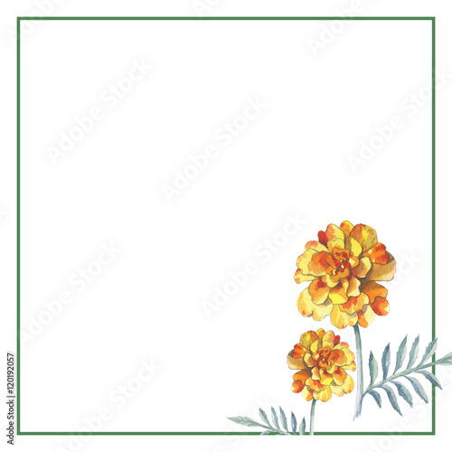 Yellow marigold chrysanthemum petunia calendula rose flower fram © yanushkov