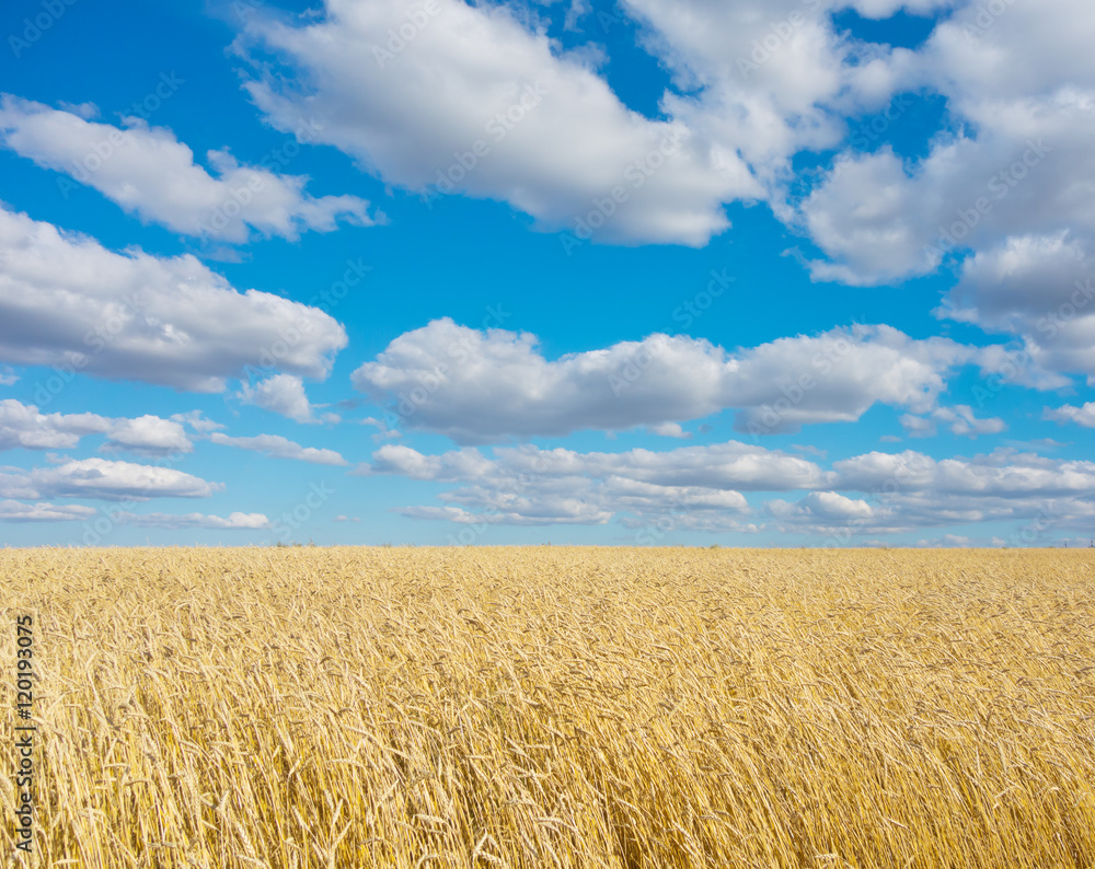 golden wheat field