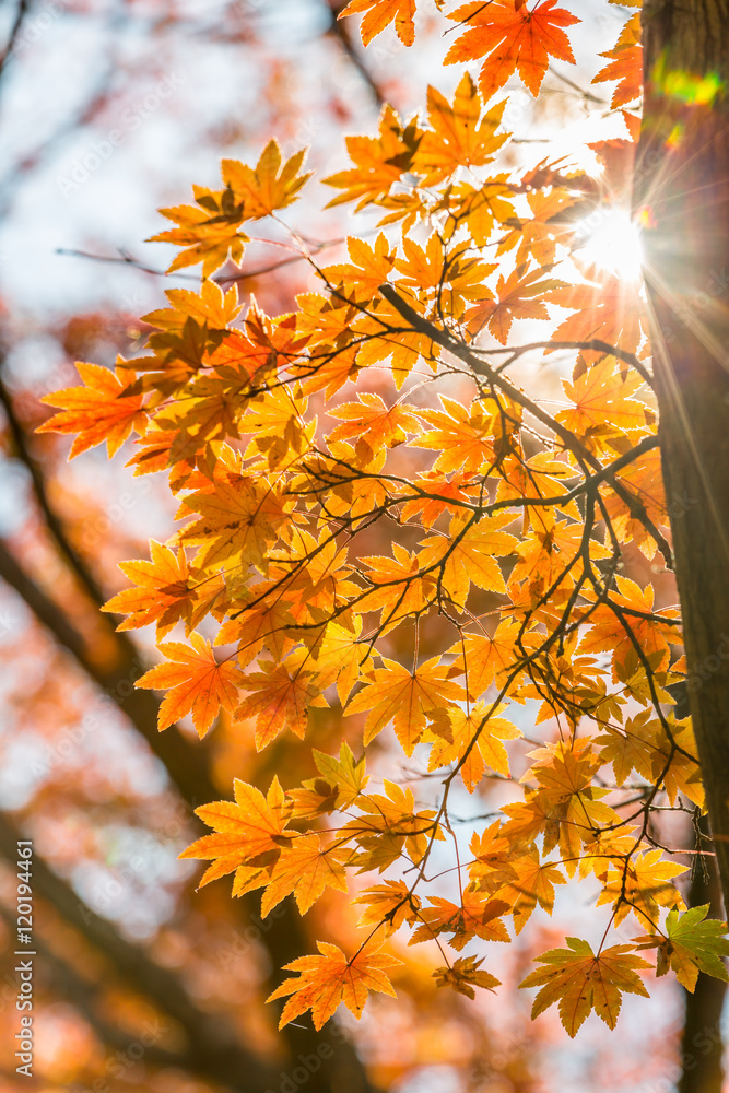 Obraz premium autumn Background