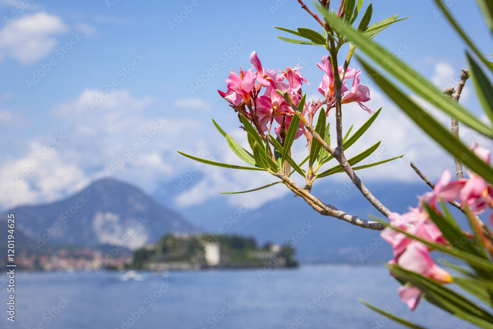 Nerium oleander blossoms and Borromean Islands