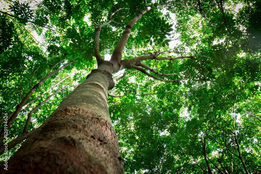 Fototapeta premium Large, high,tree,Tall tree in a forest.