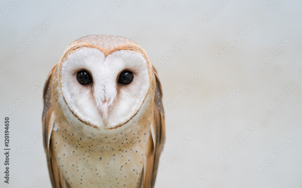 Fototapeta premium płomykówka zwyczajna