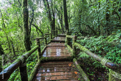 Beautiful rain forest at Angka nature trail in Doi Inthanon national park Thailand