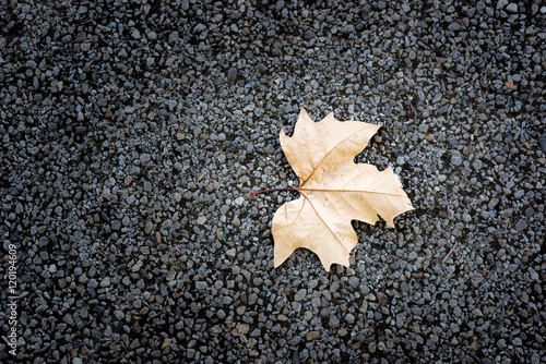 The leaf fall from the tree lone ground