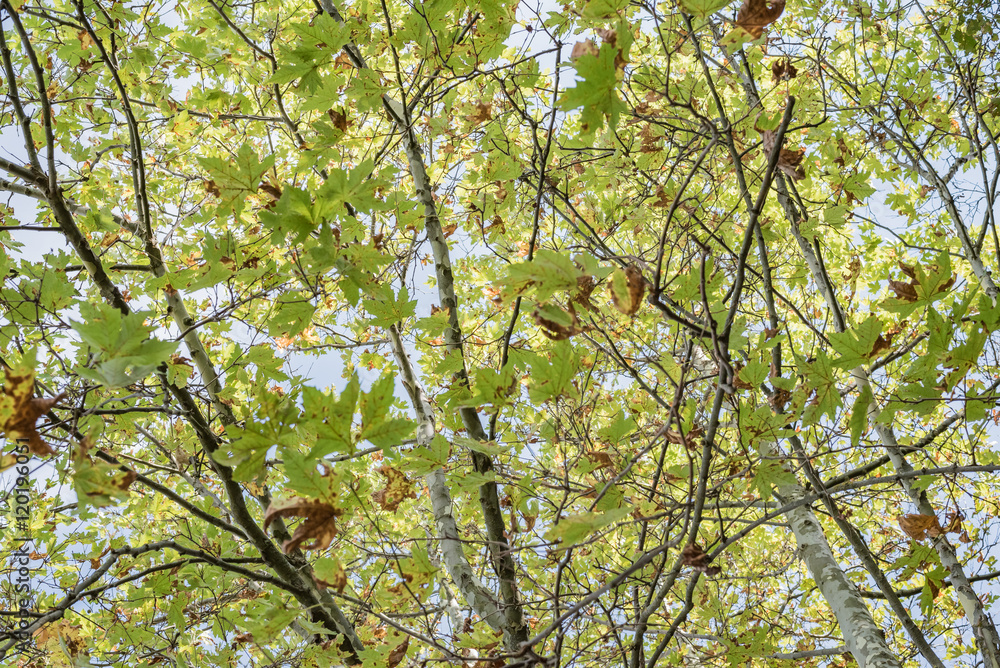 The tree with large green leaves that adorns the town of Montalcino, Tuscany The tree with large green leaves that adorns the town of Montalcino, Tuscany