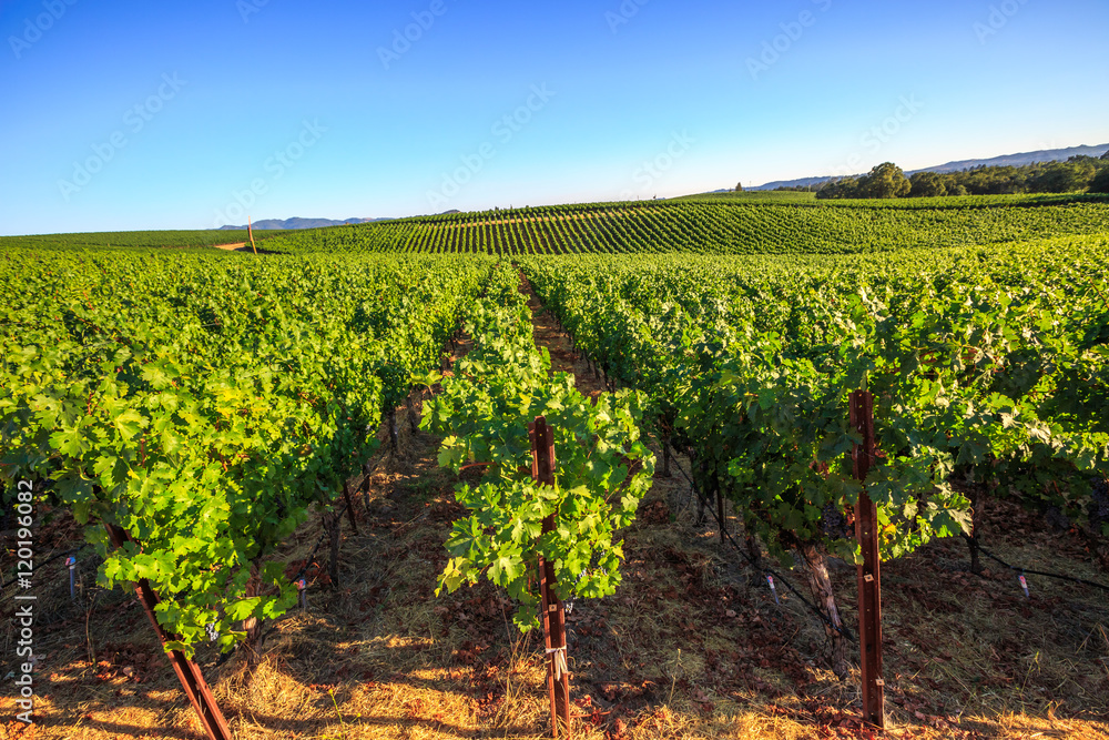 Vineyard in Napa Valley, San Francisco Bay Area in northern California. Napa Valley is the main wine growing region of the United States and one of the major wine regions of the world. Vineyard in Napa Valley, San Francisco Bay Area in northern California. Napa Valley is the main wine growing region of the United States and one of the major wine regions of the world.
