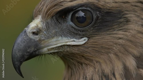 The face of a hawk