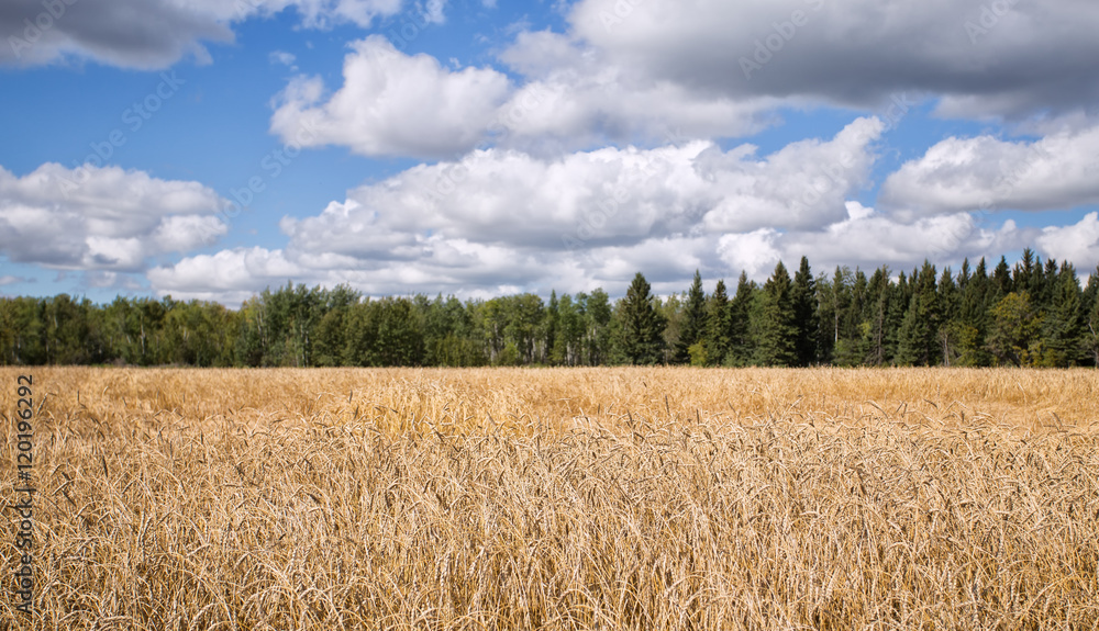 A standing crop of golden ripe wheat ready for harvest with forest of green trees in the background under cloudy blue sky
