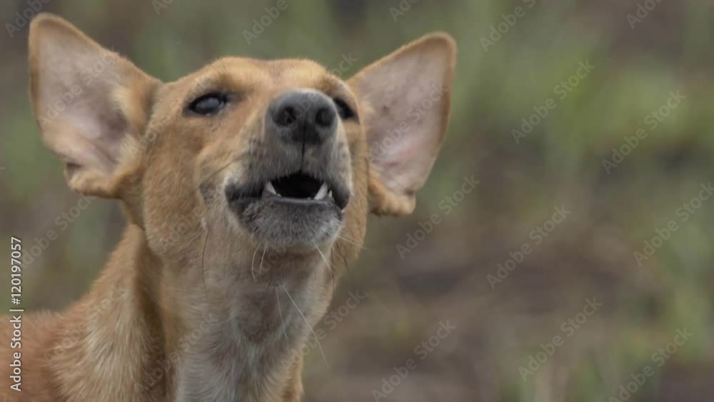 Dog barking Dog barking