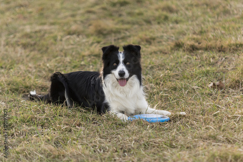 border collie dog in the grass attentive and ready to spring to