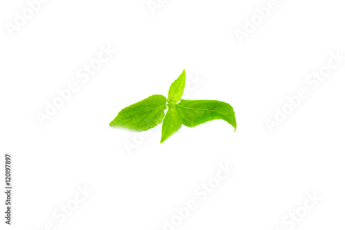 Fototapeta Naklejka Na Ścianę i Meble -  Tree Basil Leaves on white background