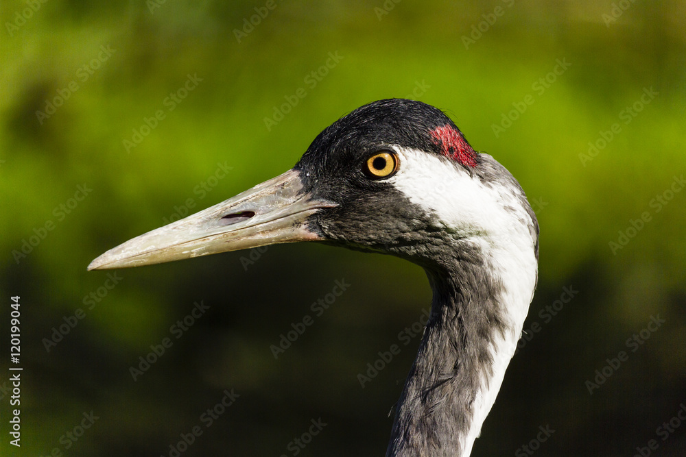 Beautifull Eurasian crane  side close up 