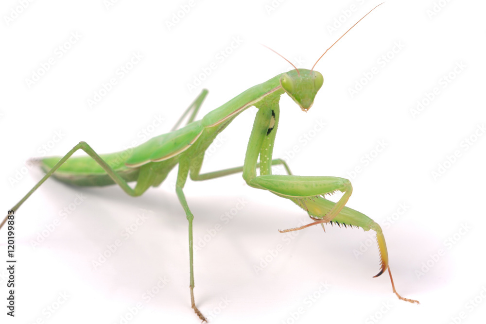 mantis isolated on white background close-up macro mantis isolated on white background close-up macro