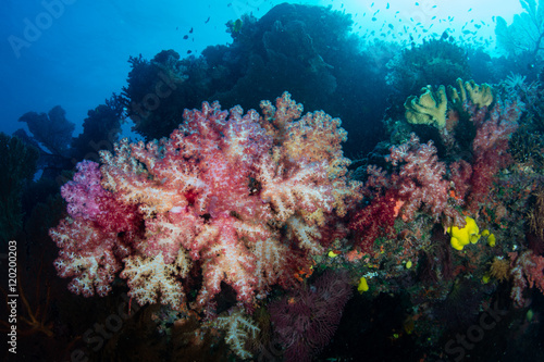 Colorful Soft Corals Growing on Tropical Reef © ead72