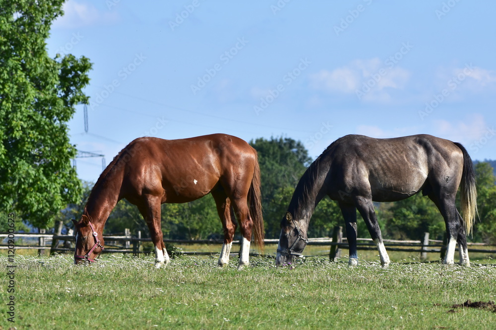 Obraz premium pasture time