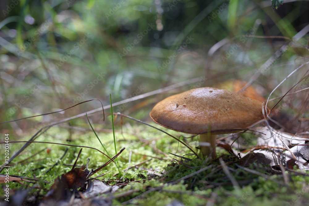 Orange cap boletus mushroom in forest Orange cap boletus mushroom in forest