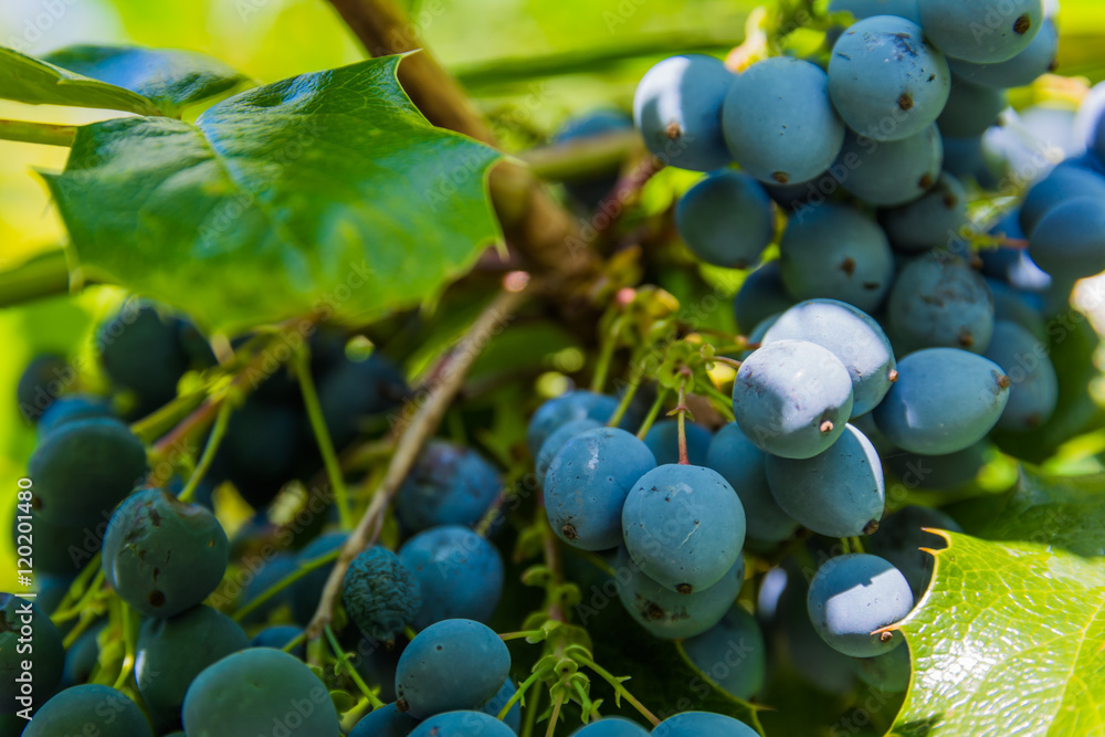 Fototapeta premium Bush Berries Wild Nature Leaves Green Blue Plant
