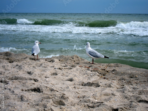 Wallpaper Mural Gulls on the sand near the sea Torontodigital.ca