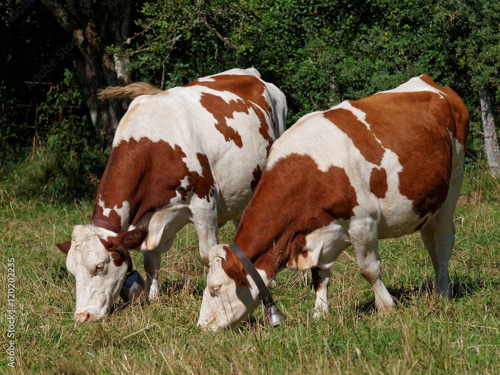 deux Montbéliardes broutant dans le prés. deux Montbéliardes broutant dans le prés.