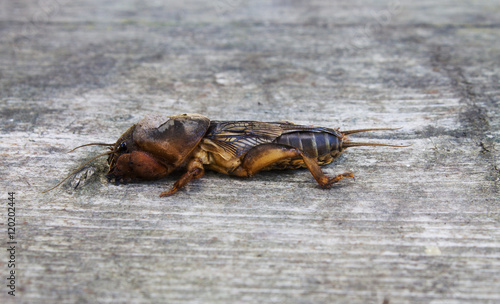 mole cricket on a gray wooden background photo