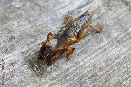 mole cricket closeup