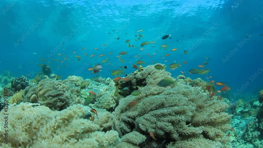 Underwater coral reef in ocean with tropical fish Underwater coral reef in ocean with tropical fish
