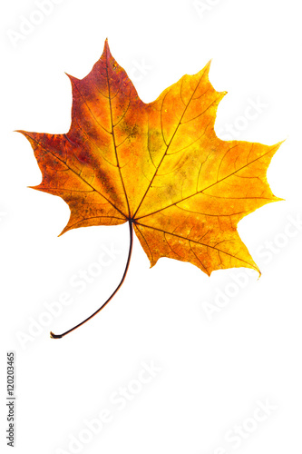 autumn leaves  photographed in the studio on a white background  