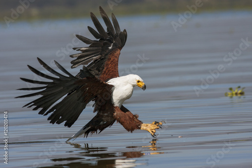 fish eagle at the last moment to attack prey