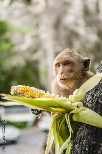 monkey sits on the stone and eats