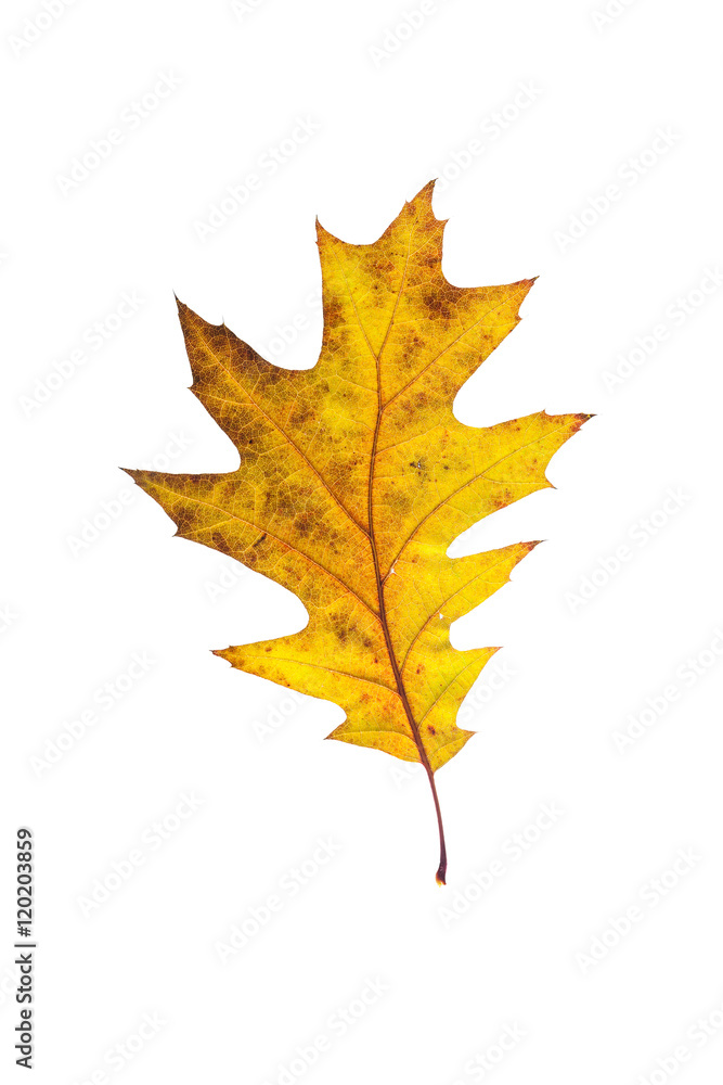autumn leaves, photographed in the studio on a white background
autumn leaves, photographed in the studio on a white background