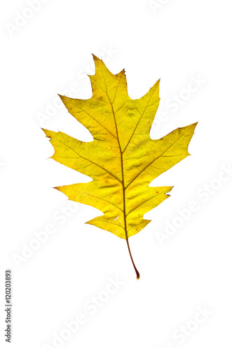 autumn leaves  photographed in the studio on a white background  