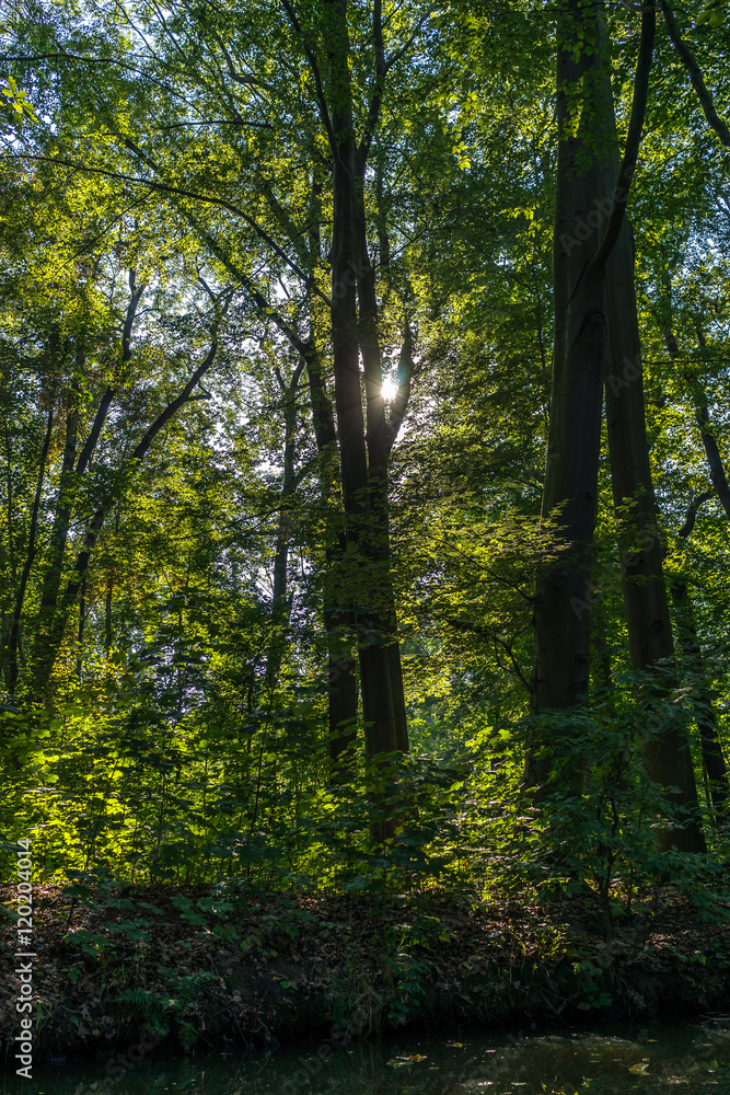 Obraz premium Sonniger Sommertag im Wald