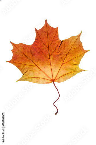 autumn leaves  photographed in the studio on a white background  